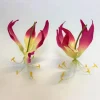 12 Gloriosa Blume | Fuchsie | 12 cm