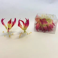 12 Gloriosa Blume | Fuchsie | 12 cm