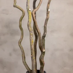 5 Äste | Korkenzieherweide | Naturbelassen | 150 cm