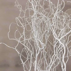 5 Zweige | Korkenzieherweide | Weiß | 160 cm