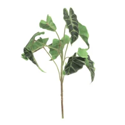 Alocasie | 45cm