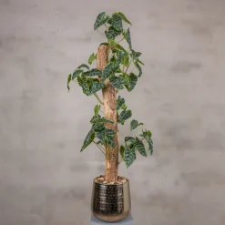 Alocasieblatt auf Stamm | Grün | 100cm