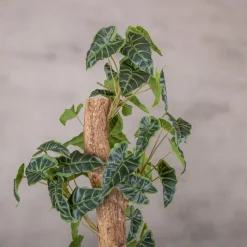 Alocasieblatt auf Stamm | Grün | 100cm