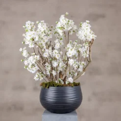 Apfelblütenstrauch Alise | Weiß | 65 cm