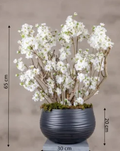 Apfelblütenstrauch Alise | Weiß | 65 cm