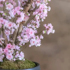 Apfelblütenstrauch Anette | Rosa | 65 cm