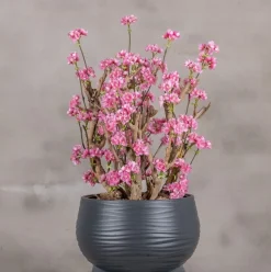 Apfelblütenstrauch Else | leuchtend Rosa | 65 cm