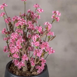 Apfelblütenstrauch Else | leuchtend Rosa | 65 cm