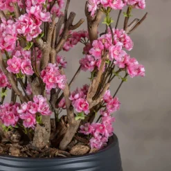 Apfelblütenstrauch Else | leuchtend Rosa | 65 cm