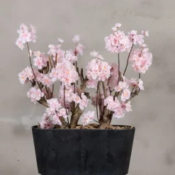 Apfelblütenstrauch Gisele | Rosa | 50 cm