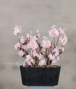 Apfelblütenstrauch Gisele | Rosa | 50 cm