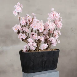 Apfelblütenstrauch Gisele | Rosa | 50 cm