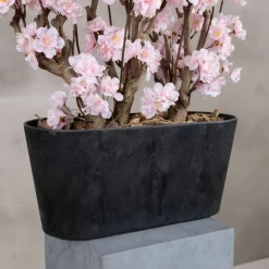 Apfelblütenstrauch Gisele | Rosa | 50 cm