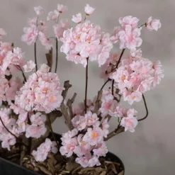 Apfelblütenstrauch Gisele | Rosa | 50 cm