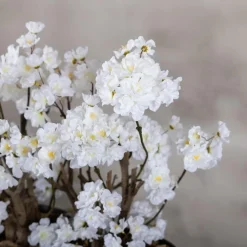 Apfelblütenstrauch Jolande | Weiß | 50 cm