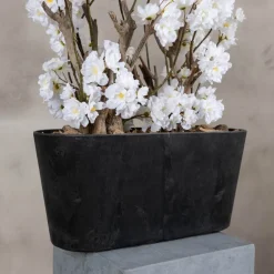 Apfelblütenstrauch Jolande | Weiß | 50 cm