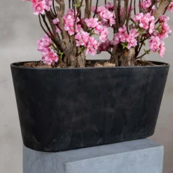 Apfelblütenstrauch Marlene | leuchtend Rosa | 50 cm