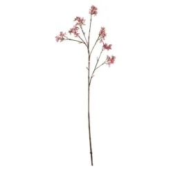 Arborescens | Zartrosa | 60cm