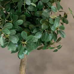 Baum Palermo | Mit Topf | 165cm