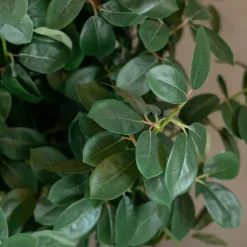 Baum Palermo | Mit Topf | 165cm