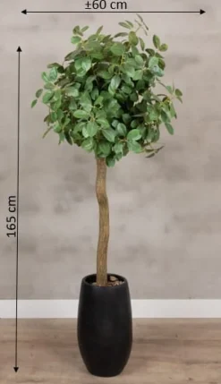 Baum Palermo | Ohne Topf | 165cm