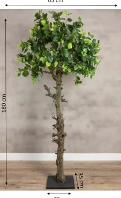 Baum Venetië | 180cm