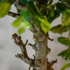 Baum Venetië | 180cm