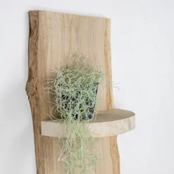 Baumstamm Wandregal Eton | Eichenholz geschliffen | 100cm