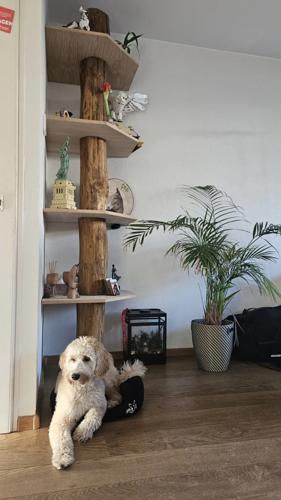 Baumstamm-Eckregal Tarik | Oak | 250 cm