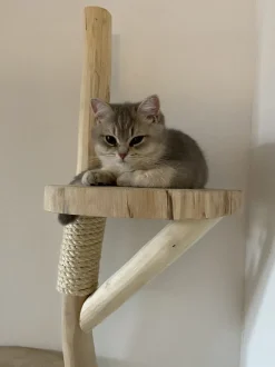 Baumstamm-Kratzbaum | Tommie | 120x80cm