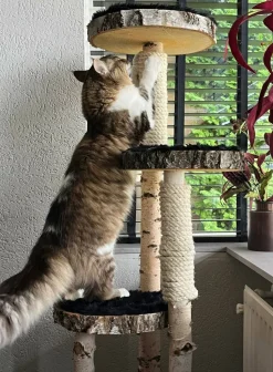 Birken-Kratzbaum | Minoes | 125x35cm