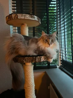 Birken-Kratzbaum | Minoes | 125x35cm