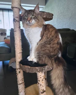 Birken-Kratzbaum | Minoes | 125x35cm