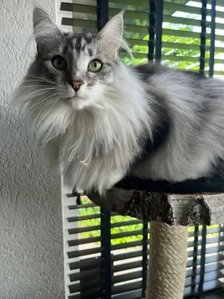 Birken-Kratzbaum | Minoes | 125x35cm