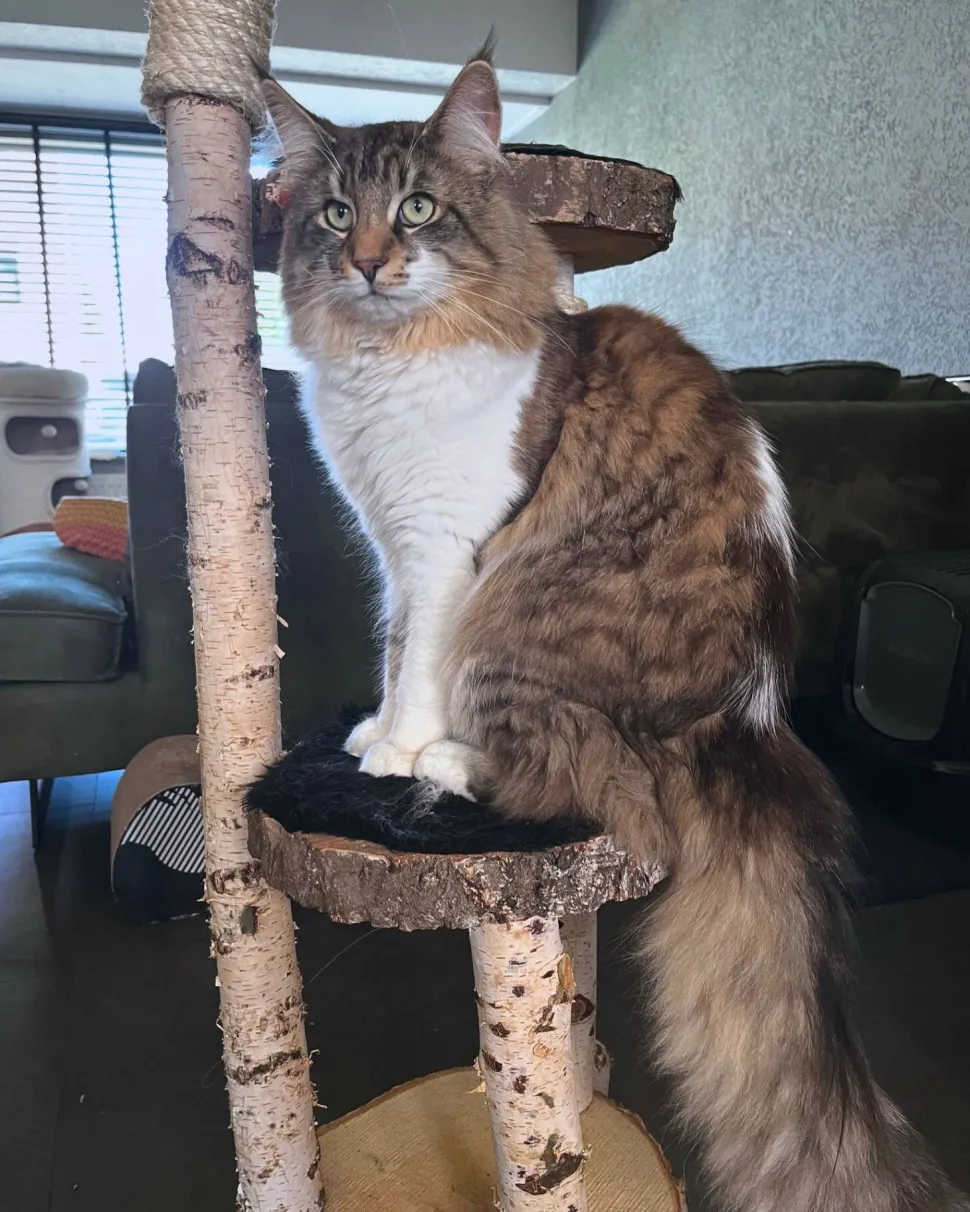 Birken-Kratzbaum | Nala | 120x80cm