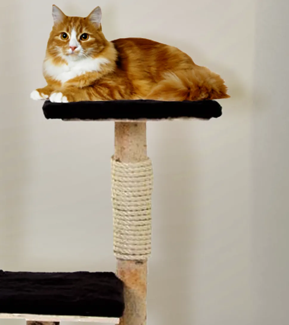 Birken-Kratzbaum | Rocco | 110x65cm