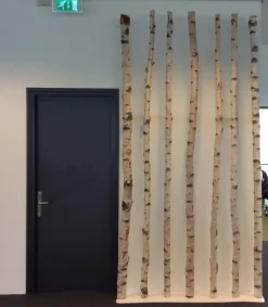 Birkenstamm | Länge 50–150 cm | Ø 3-5 cm