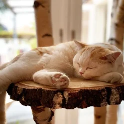 Birken-Wandkratzbaum | Simba | 200x80cm