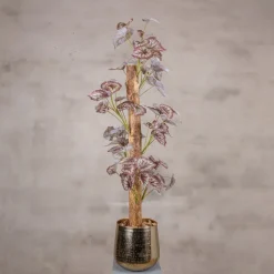 Blattbegonie auf Stamm | Rot/Grün | 100cm