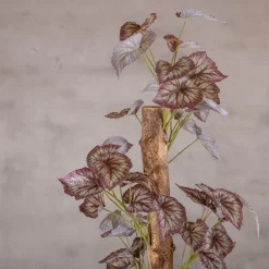 Blattbegonie auf Stamm | Rot/Grün | 100cm