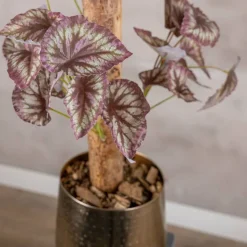 Blattbegonie auf Stamm | Rot/Grün | 100cm