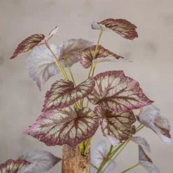 Blattbegonie auf Stamm | Rot/Grün | 100cm