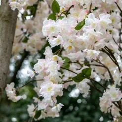 Blütenbaum Chloë mit Topf | Weiß mit einem Hauch von Rosa mit grünem Blatt | 200 cm