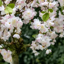 Blütenbaum Chloë mit Topf | Weiß mit einem Hauch von Rosa mit grünem Blatt | 200 cm
