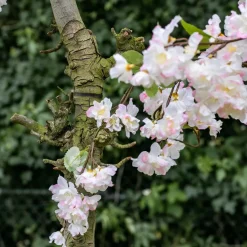 Blütenbaum Chloë mit Topf | Weiß mit einem Hauch von Rosa mit grünem Blatt | 200 cm