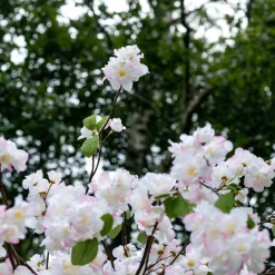 Blütenbaum Chloë mit Topf | Weiß mit einem Hauch von Rosa mit grünem Blatt | 200 cm