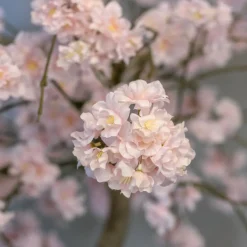 Blütenbaum Claire mit Topf | Rosa | 200 cm