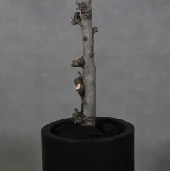 Blütenbaum Delphine mit Topf | Lila pastell | 200 cm