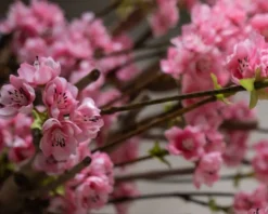 Blütenbaum Livia mit Topf | Leuchtend rosa | Groß | 150 cm