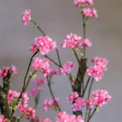 Blütenbaum Livia ohne Topf | Leuchtend rosa | Groß | 150 cm